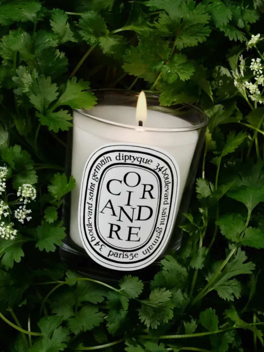 Coriandre (Coriander) Classic Candle-Diptyque Sale