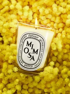 Mimosa Classic Candle-Diptyque Outlet
